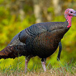 Eastern Wild Turkey - female