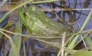 Bullfrog