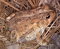 Southern Toad