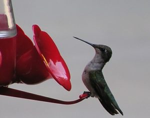 Ruby Throated Humming Bird