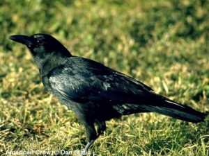 american crow