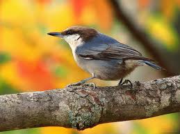 Brown Headed Nuthatch