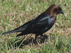 Brown Headed Cowbird