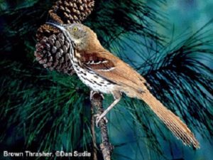 brown-thrasher