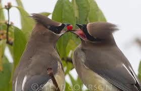 Cedar Waxwing