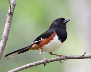 Eastern Towhee