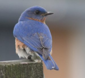 Eastern Bluebird