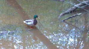 Mallard