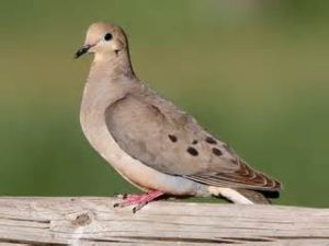 Mourning Dove