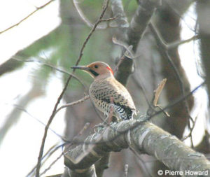 Northern Flicker