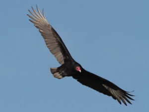 Turkey Vulture – Forsyth County Master Naturalists