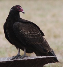 turkey_vulture2