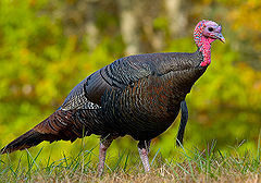 Eastern Wild Turkey - female